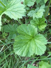 Geum macrophyllum macrophyllum