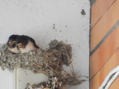 Hirundo rustica