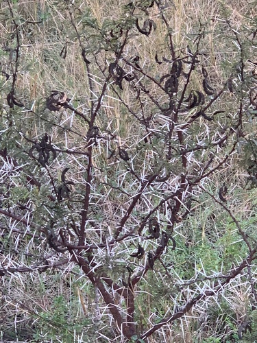 Sticky Acacia (Vachellia borleae)