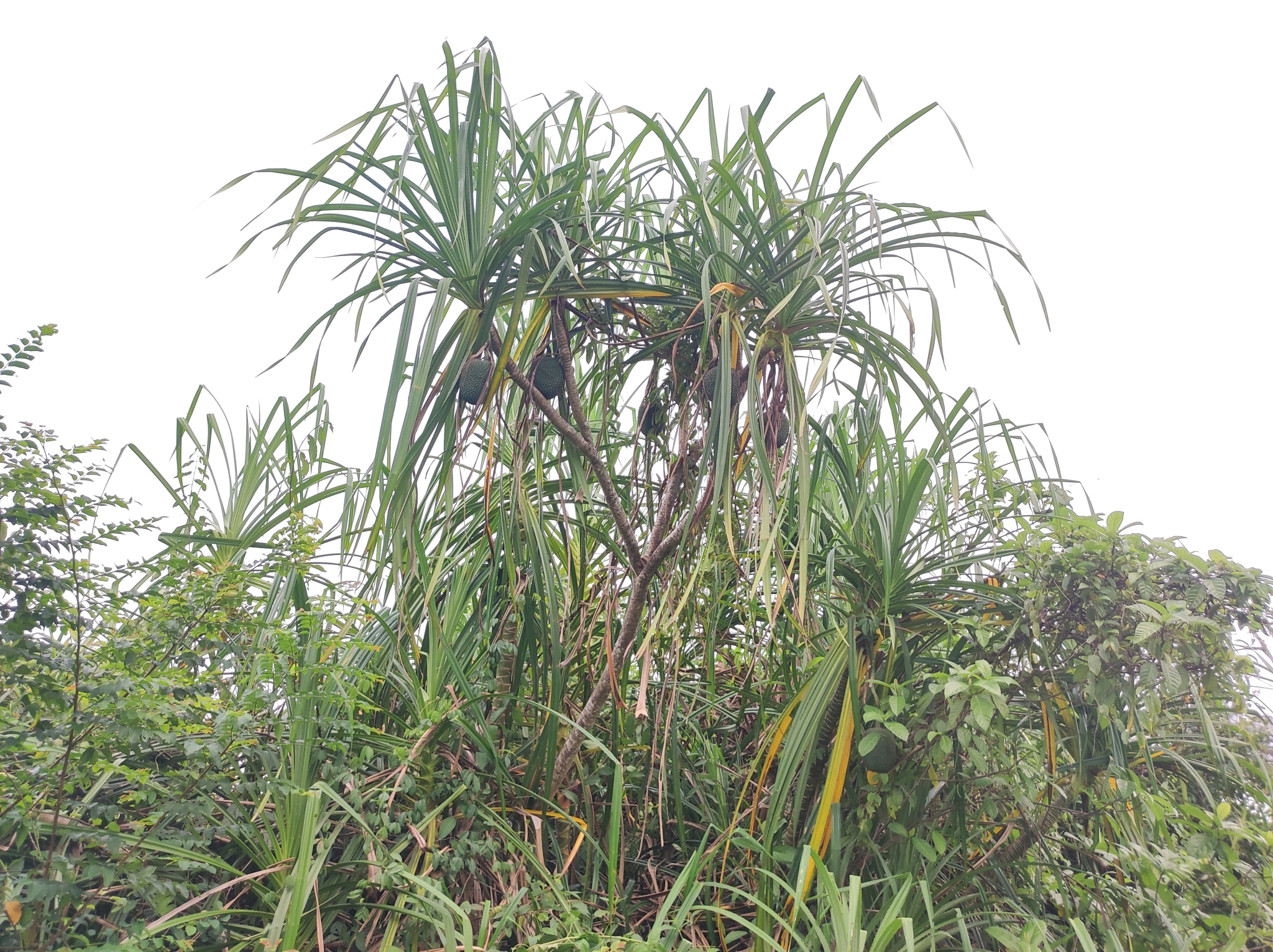 Pandanus unipapillatus