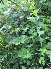Geum macrophyllum macrophyllum