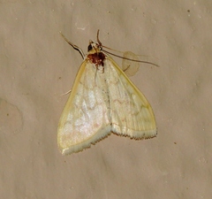 Hahncappsia pergilvalis