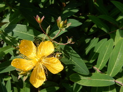 Hypericum geminiflorum