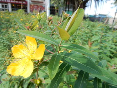 Hypericum geminiflorum
