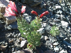 Alstroemeria spathulata