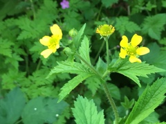 Geum macrophyllum macrophyllum