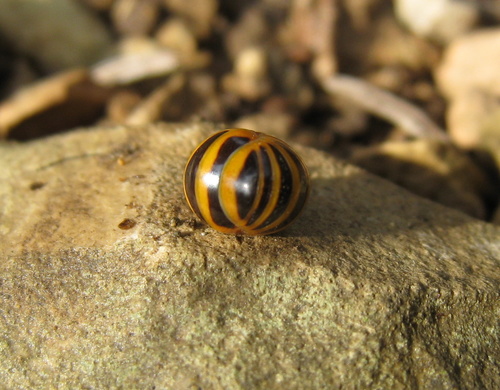 Glomeris annulata