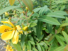 Hypericum geminiflorum
