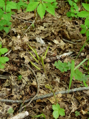 Cardamine concatenata