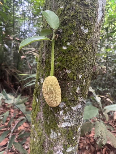Foto de Cempedáque