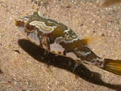 Pricklebelly Blaasop photo 1