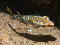 Pricklebelly Blaasop photo 2