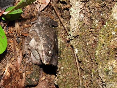 Ingerophrynus celebensis