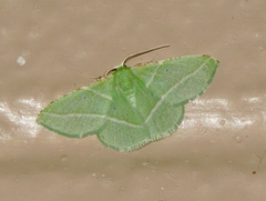 Dichorda rectaria