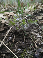 Hepatica americana