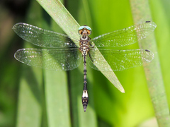 Macrothemis ultima