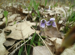 Hepatica americana