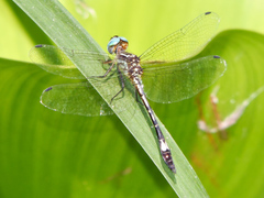 Macrothemis ultima