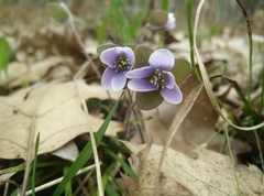 Hepatica americana