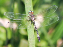 Macrothemis ultima