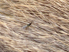 Prochyliza xanthostoma