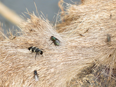 Prochyliza xanthostoma