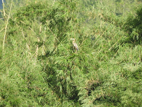 Ardea purpurea
