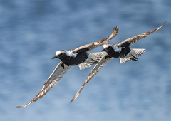 Grey Plover photo 5