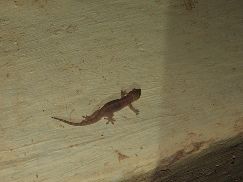 Gehyra mutilata