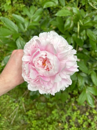 Chinese peony