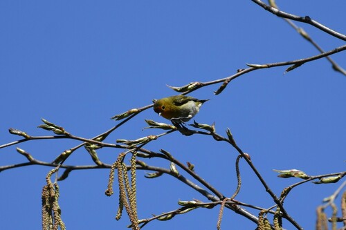 Fire-capped Tit (Cephalopyrus flammiceps), photo 2
