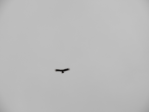 Ictinaetus malayensis