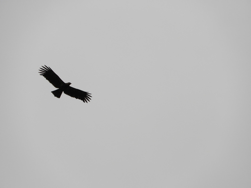 Ictinaetus malayensis
