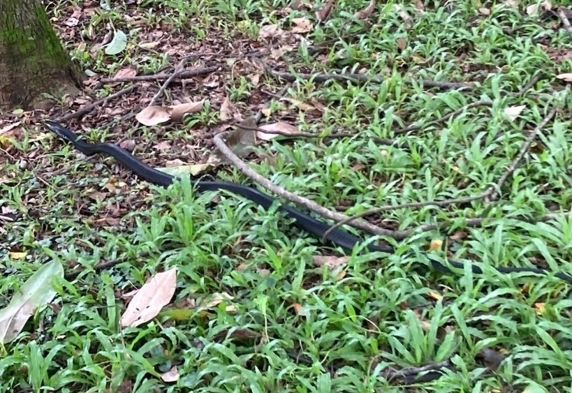 Equatorial Spitting Cobra from Bishan, Singapore on May 26, 2024 at 04: ...