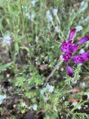 Lophioprason