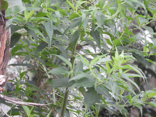 Phyllergates cuculatus