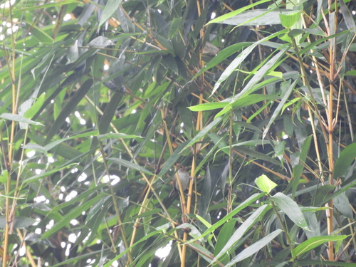 Phyllergates cuculatus