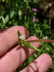 Plectritis macrocera