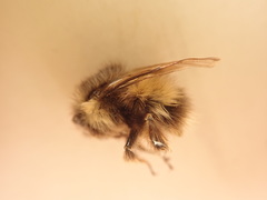 Bombus sitkensis