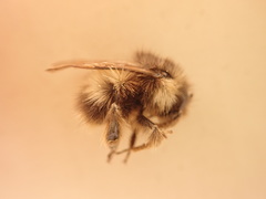 Bombus sitkensis