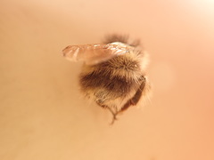 Bombus sitkensis