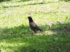 Acridotheres tristis