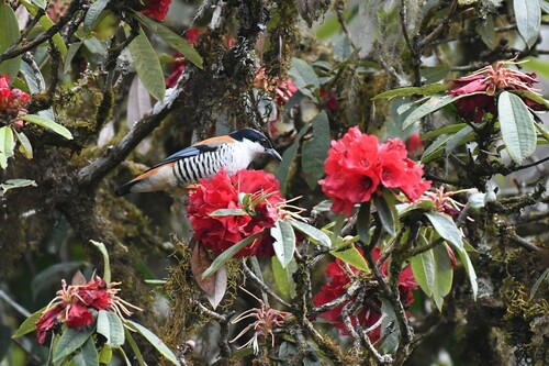 Himalayan Cutia (Cutia nipalensis), photo 4