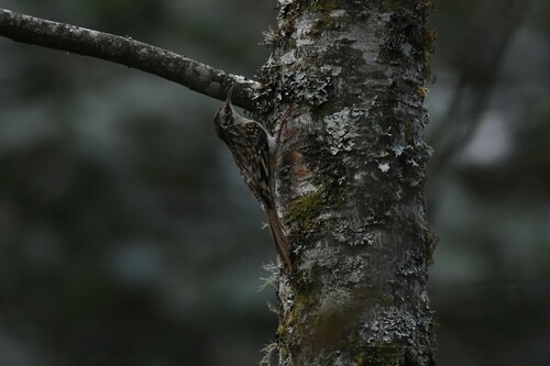 Sikkim Treecreeper (Certhia discolor), photo 6