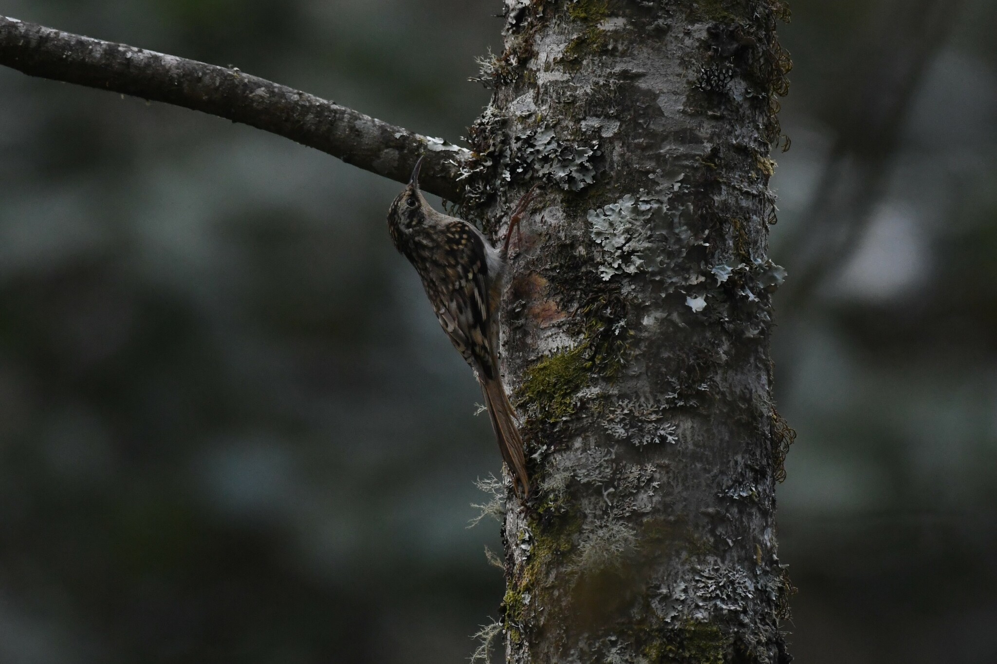 Sikkim Treecreeper