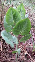 Roldana sessilifolia