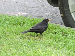 Turdus merula