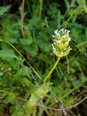 Plectritis macrocera