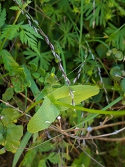 Plectritis macrocera