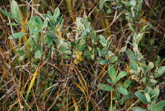 Myrica gale tomentosa